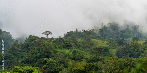 Slika na platnu Mindo cloud forest landscape, Ecuador
