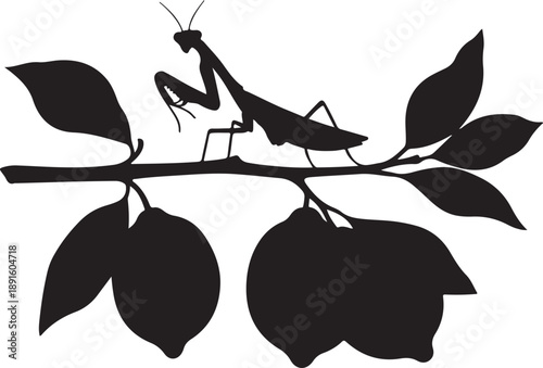Black silhouette of a praying mantis on a branch with lemons insect white desig