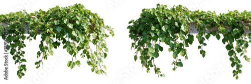 Two symmetrical, cascading, lush green plants with small leaves