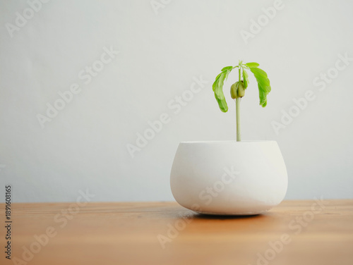 Small green seedling growing in a white ceramic pot on wooden table, minimalist home gardening concept