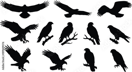 Set of eagle silhouettes flying and perching in different poses, majestic bird of prey wildlife collection isolated on white background
