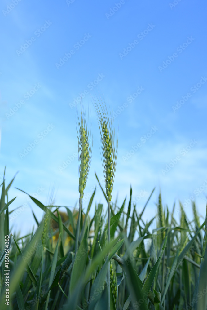 Fototapeta premium Vibrant green wheat stalks swaying in sunny field with blue sky