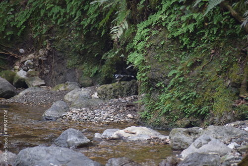 An image of the flowing stream of water down the mighty mountains of himalayas forming shallow streams and waterfalls on the way, surrounded by the rich flora and fauna
