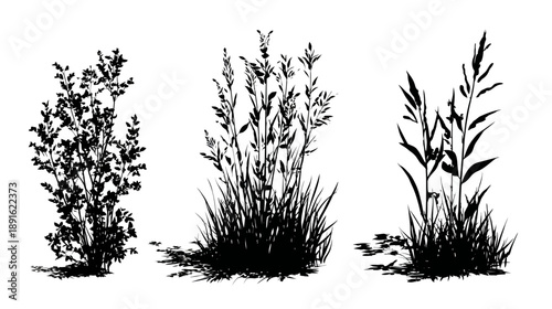 Set of diverse plant and grass silhouettes, vector nature elements illustration, black bushes, wild herbs, and tall field vegetation.