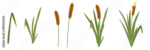 Cattail set. Simple abstract flat cartoon vector illustration. Minimalistic reed plants isolated on white background. Hand drawn element, foliage art for stickers, print, web