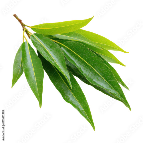 Fresh eucalyptus leaves branch, green botanical foliage sprig, natural herb plant for spa aromatherapy design isolated on Transparent Background
