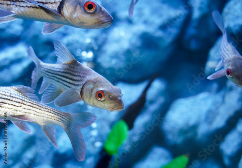 Wallpaper Mural Probarbus jullieni or seven stripped carp with blur rocks background in aquarium tank at Bueng Chawak Chaloem Phrakiet, Suphan Buri, Thailand. Side view. Torontodigital.ca