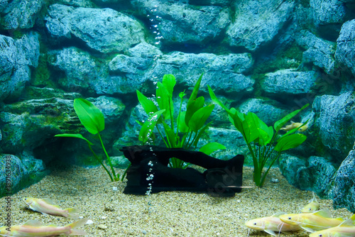 Wallpaper Mural Hemibagrus filamentus or Albino yellow mystus with blur rocks background in aquarium tank at Bueng Chawak Chaloem Phrakiet, Suphan Buri, Thailand. Side view. Torontodigital.ca