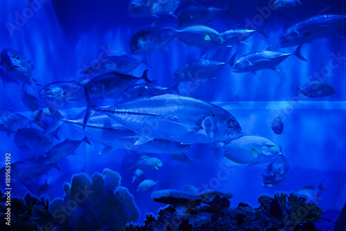 Wallpaper Mural Bigeye Trevally in aquarium tank at Bueng Chawak Chaloem Phrakiet, Suphan Buri, Thailand. Side view. Torontodigital.ca