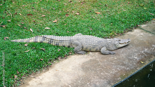 Wallpaper Mural Crocodile on the field at Bueng Chawak Chaloem Phrakiet, Suphan Buri, Thailand. Torontodigital.ca