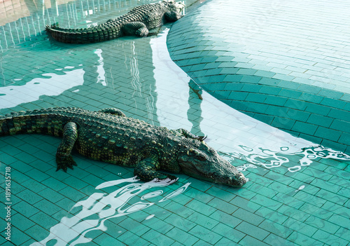 Wallpaper Mural Herd of crocodiles in tank at Bueng Chawak Chaloem Phrakiet, Suphan Buri, Thailand. Torontodigital.ca