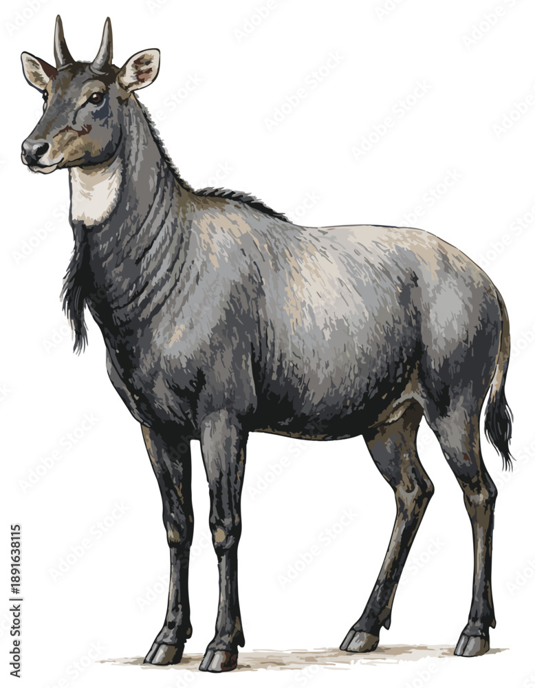 Fototapeta premium Boselaphus tragocamelus illustration art