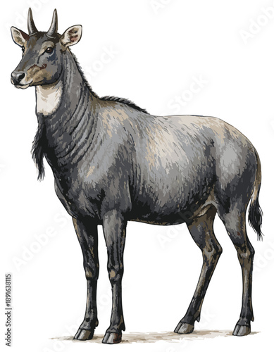 Boselaphus tragocamelus illustration art