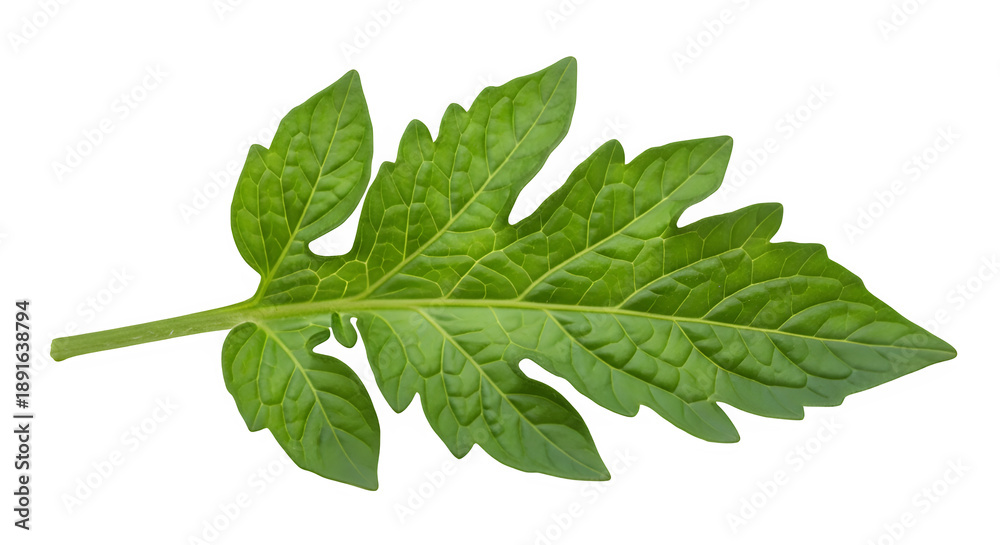 Obraz premium Vibrant green tomato leaf, isolated on white or transparent background. PNG