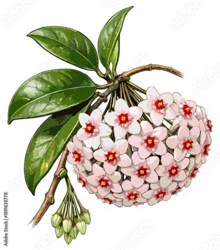 Hoya carnosa illustration art