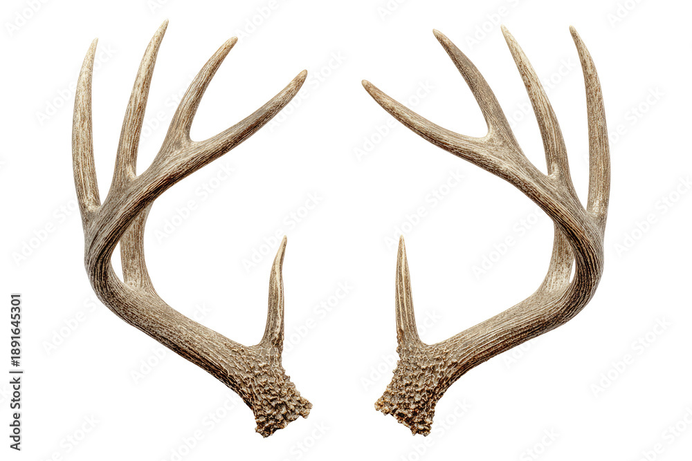 Obraz premium Symmetrical deer antlers, light tan/beige color, against black background. Detailed branching pattern