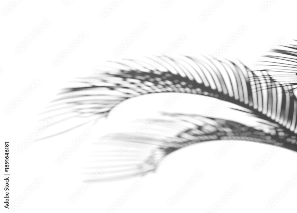 Obraz premium photo shadow of palm leaves isolated on white background and texture, clipping path