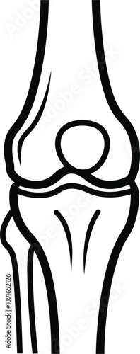 Anatomical illustration of the human knee joint showing bones and cartilage structure