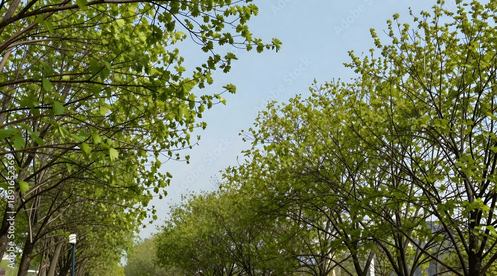 Fototapeta premium Perspective view of green leaves and tree branches against blue sky in early spring