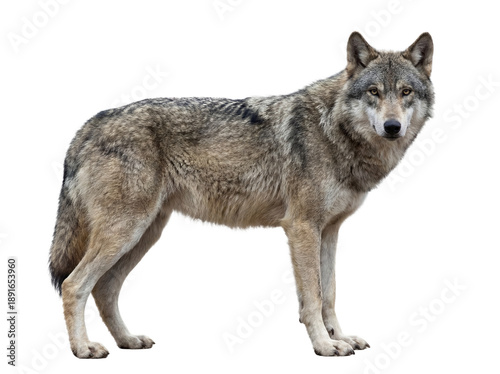 Gray wolf standing, side view, isolated on transparent background (PNG)
