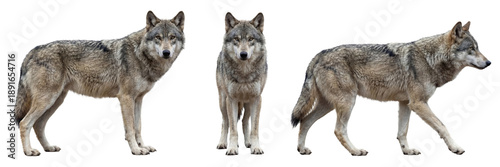 Gray wolf isolated on transparent background