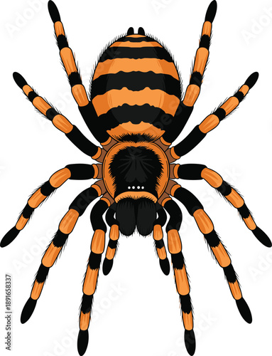 Orange and Black Tarantula Spider Illustration