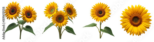 Beautiful sunflower flower isolated on transparent background