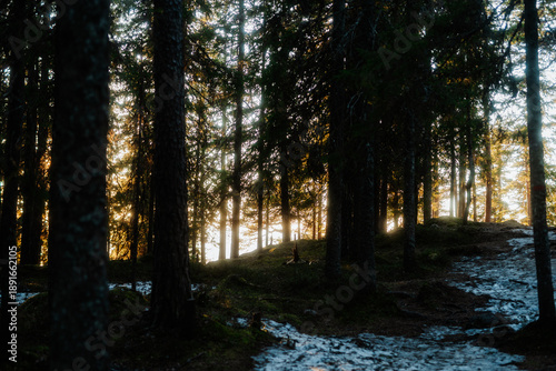 Golden sunset light filtering through a dense pine forest with melting snow, Kongens Utsikt, Norway