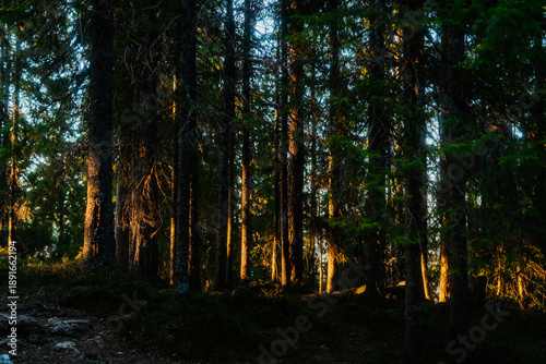 Warm golden hour sunlight illuminating pine tree trunks in a dense forest, Kongens Utsikt, Norway