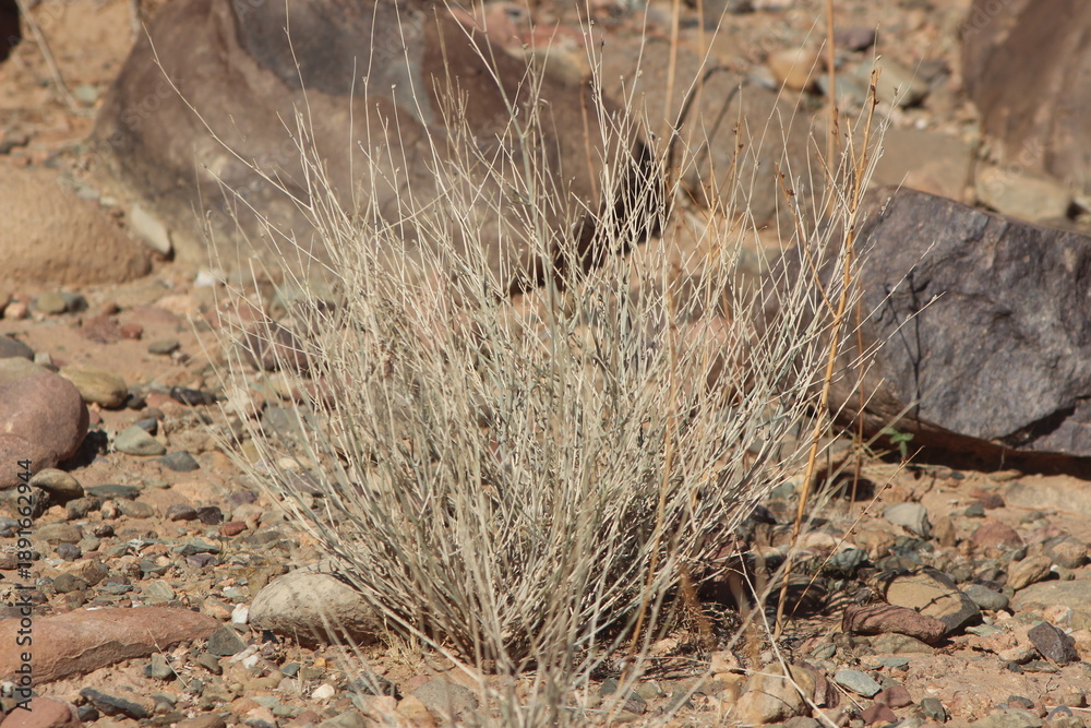 Obraz premium Desert plant close-up