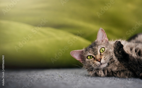 Fotografie Playful curly-haired LaPerm cat with green eyes lying on a grey carpet and raisi