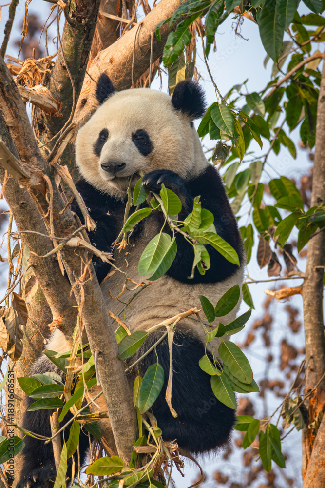 Fototapeta premium Giant Panda Sitting in Tree Eating Leaves