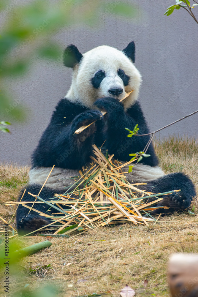 Fototapeta premium Giant Panda Eating Bamboo in Natural Setting