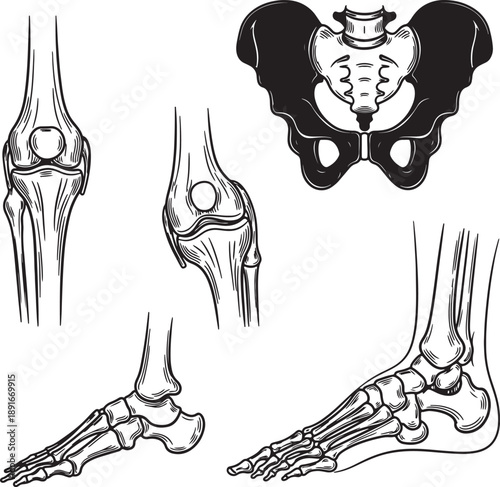 Detailed black and white anatomical of human leg bones including pelvis knee and foot also transparent background