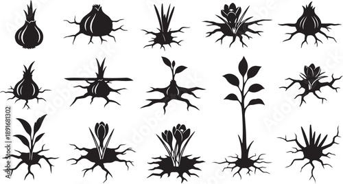 Various Black Silhouettes of Onion Plants and Roots Growing