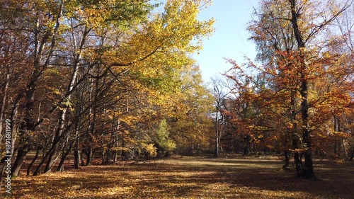 Autumnal landscape with birch trees