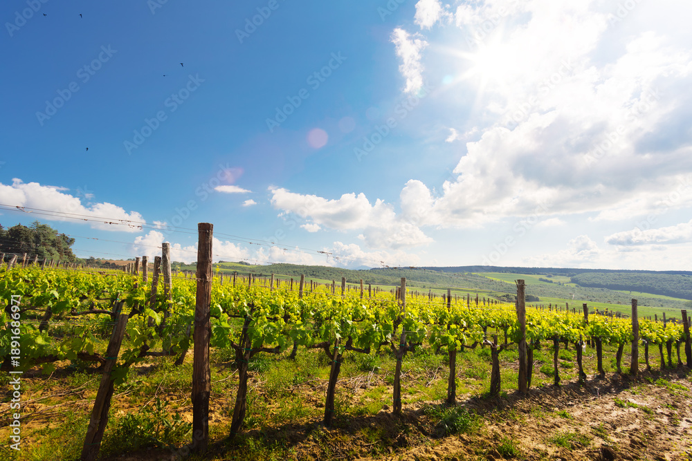 Obraz premium Vineyard landscape with green grape rows under blue sky