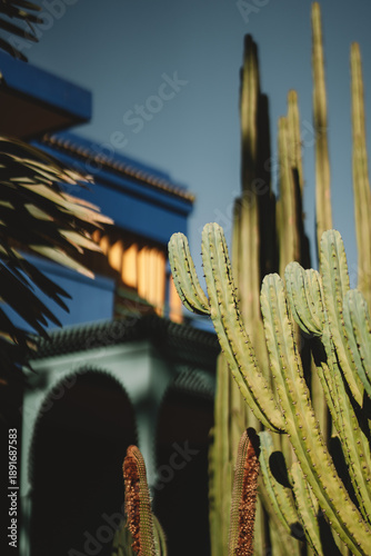 Cactus garden with traditional Moroccan architecture in Marrakech