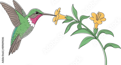 Adobe Illustrator Artwork