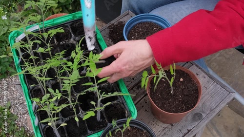 Transplant small tomato seedlings into larger pots