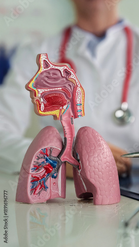 Doctor explaining human respiratory system anatomy model.