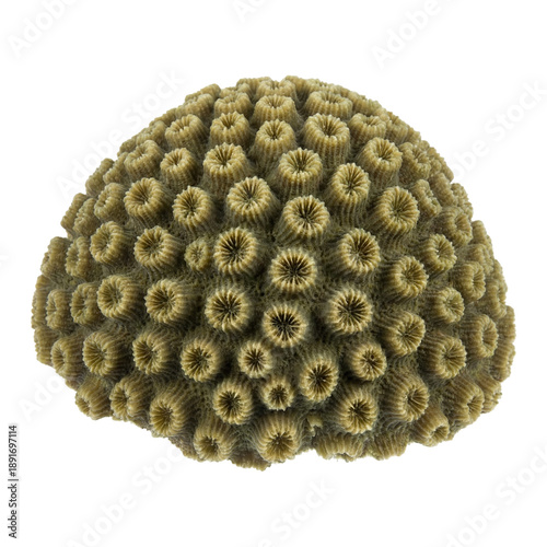 Astreopora coral forming a compact dome with tightly packed star-shaped corallites and yellowish tones, a distinctive hard coral species from shallow tropical reef ecosystems.
