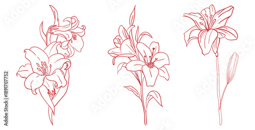 Beautiful collection of three distinct lily flower line art illustrations showcasing delicate natural forms in a minimalist red outline style perfect for design elements