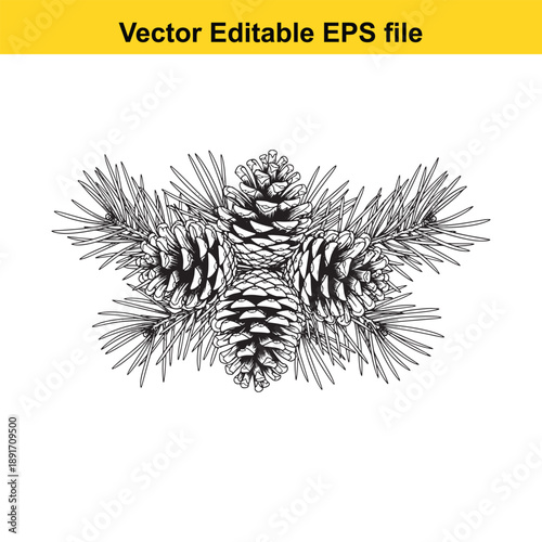 vsai Pine cones and needles black line art vector illustration on white background for decoration and design