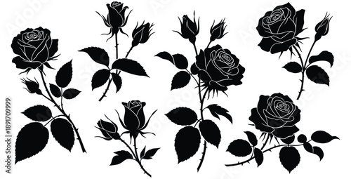 Collection of detailed black and white rose silhouettes featuring open blooms closed buds and thorny stems perfect for vector graphic design projects