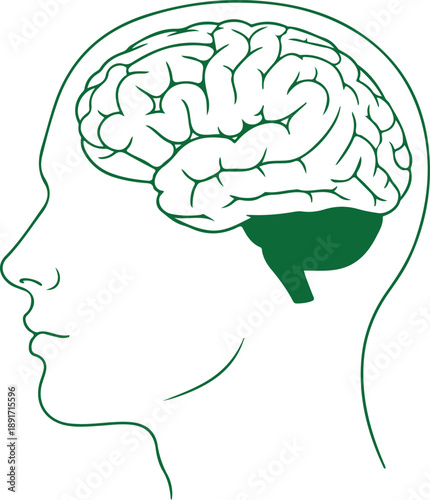 Illustration of a human brain Vector, illustration