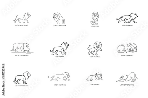 Line Art Lion Set Showing Multiple Dynamic Action Poses Vector Illustration.