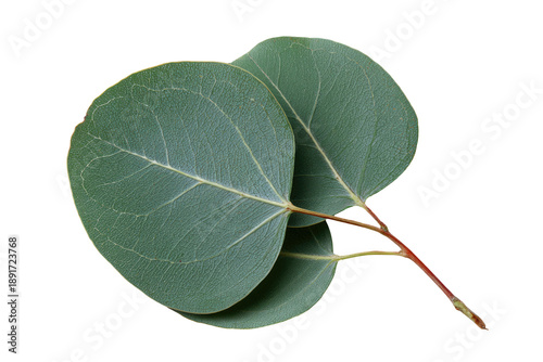 Close-up of two overlapping eucalyptus leaves