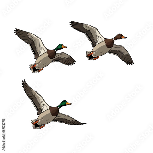 Three Mallard Ducks in Flight.