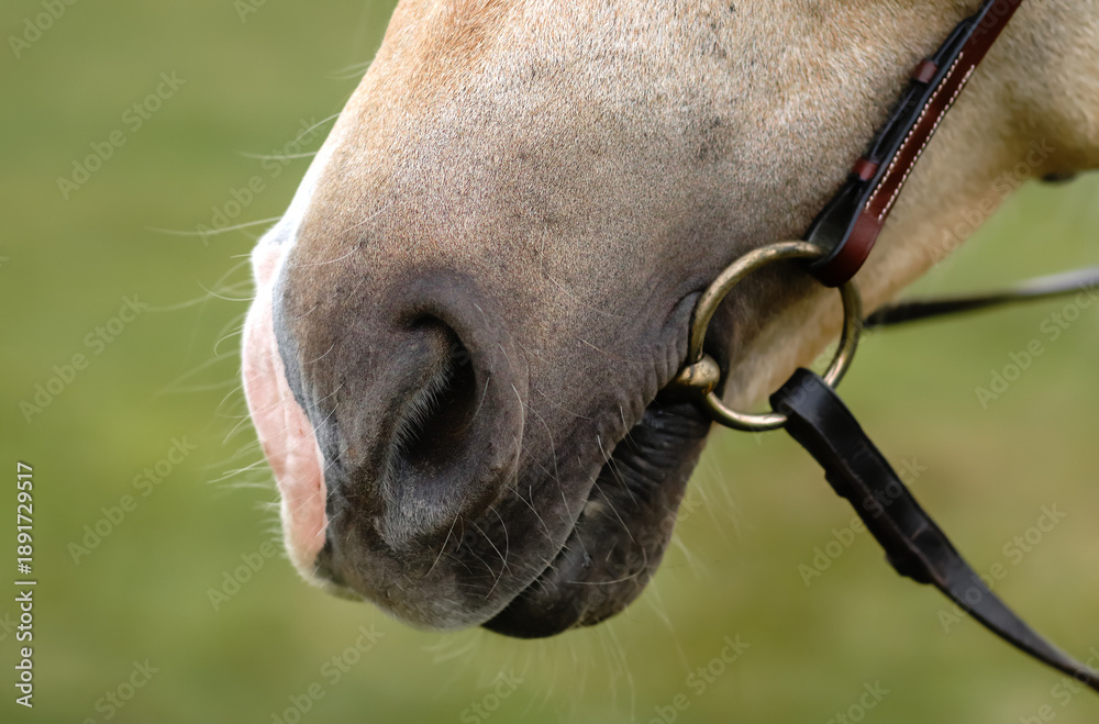 Obraz premium A detailed close-up of a horse muzzle, nostrils, and mouth with a metal bit and leather bridle. Equestrianism, horse riding, animal care, power and grace, rural life, and sporting equipment